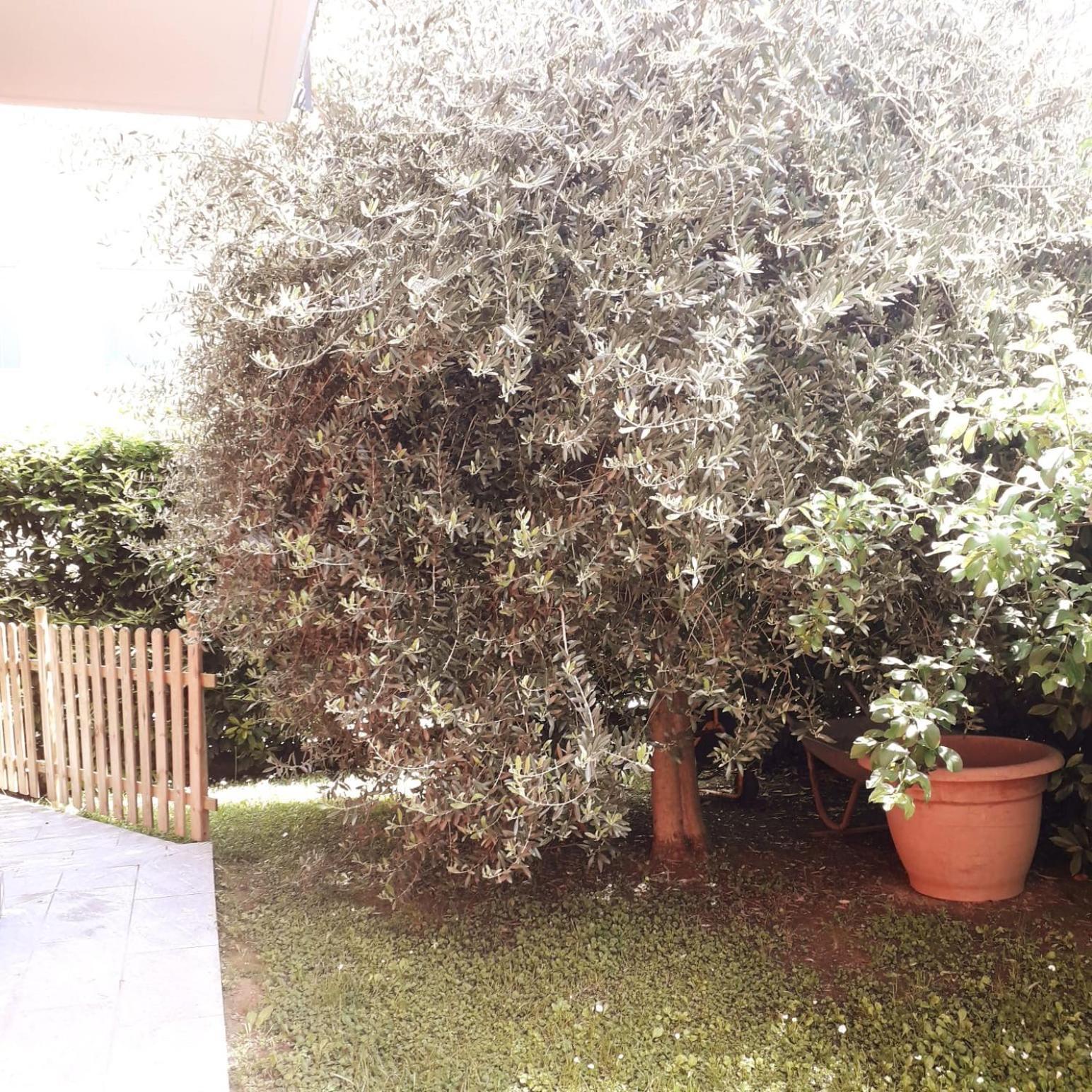 Santa Giuletta Beb Ulivo Bed & Breakfast エクステリア 写真